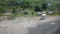 DSC_0238cmayo (40)