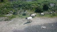DSC_0238cmayo (41)