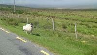 DSC_0238cmayo (9)