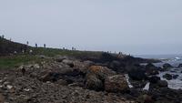 DSC_0279giantsCauseway (8)