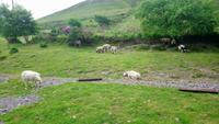 DSC_0555Irland Juni 2014 (37)