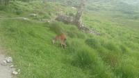 DSC_0605Irlandjuni2018 (43)