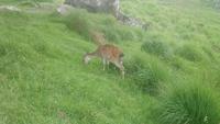 DSC_0605Irlandjuni2018 (44)