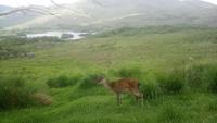 DSC_0605Irlandjuni2018 (47)