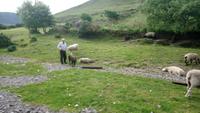 DSC_0605Irlandjuni2018 (7)