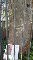 Der Unterschriftenbaum im Coole Park bei Gort