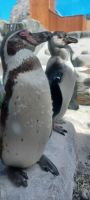 Dingle Aquarium