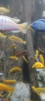 Dingle Aquarium