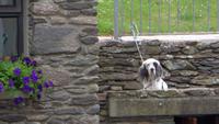 Dingle