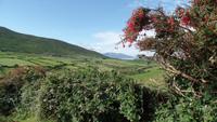 Dingle