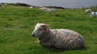 Dingle