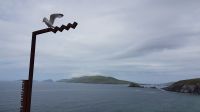 Dingle
