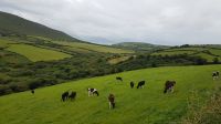 Dingle