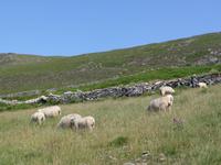 Dingle