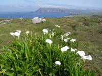 Dingle