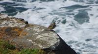Downpatrick Head