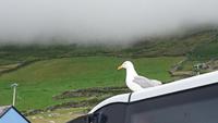 Etwas frech... Möwe auf Dingle