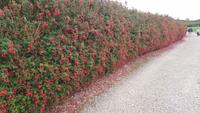 Fuchsien auf Dingle