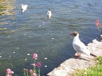 Galway