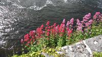 Galway