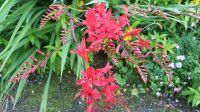 Glenveagh Castle and Gardens