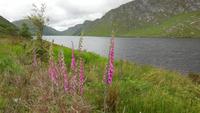 Glenveagh