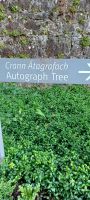 Hinweis zum Unterschriftenbaum in Coole Park