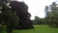 Im Coole Park bei Gort
