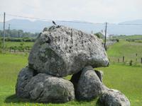 Irische Bachstelze