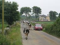 Irische rush hour