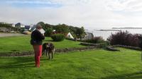 Irischer Wolfshund