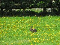 Irisches Kaninchen