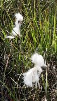 Irland, am See Lough Aughawooloa - Coomon Cottongras