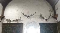 Jahrtausende alte Geweihe in Bunratty