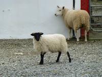 Killary Harbour