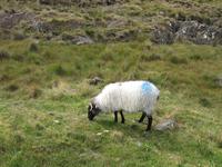 Killary Harbour