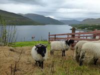 Killary Harbour