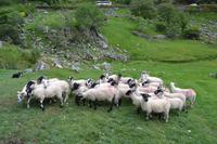Kissane Sheep Farm