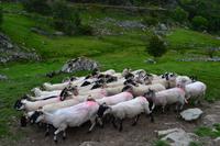 Kissane Sheep Farm