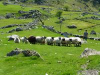 Kissane Sheepfarm