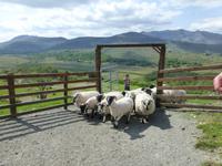 Kissane Sheepfarm