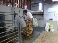 Kissane Sheepfarm