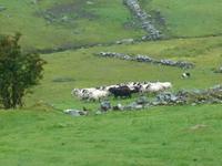 Kissane Sheepfarm