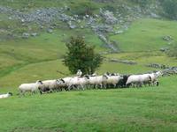 Kissane Sheepfarm