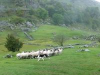 Kissane Sheepfarm
