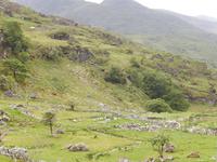 Kissanes_Shepfarm