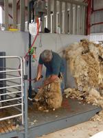 Kissanes_Shepfarm