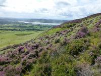 Knocknarea