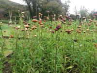 Kylemore Garden 1
