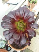 Kylemore Garden 1